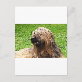 Briard fauve postkarte
