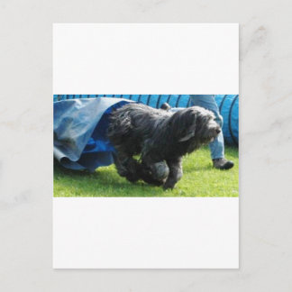 Briard Postkarte