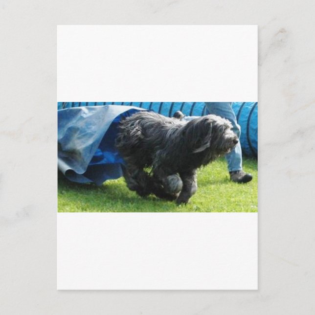 Briard Postkarte (Vorderseite)