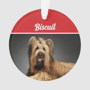 Briard Shepherd Chien Fête Photo Noël