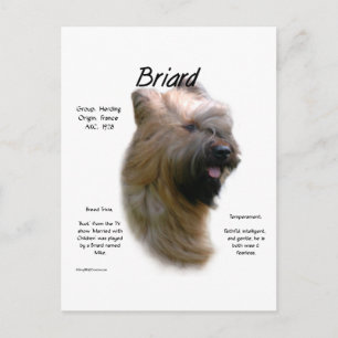 Briard (Tawny) Historisches Design Postkarte