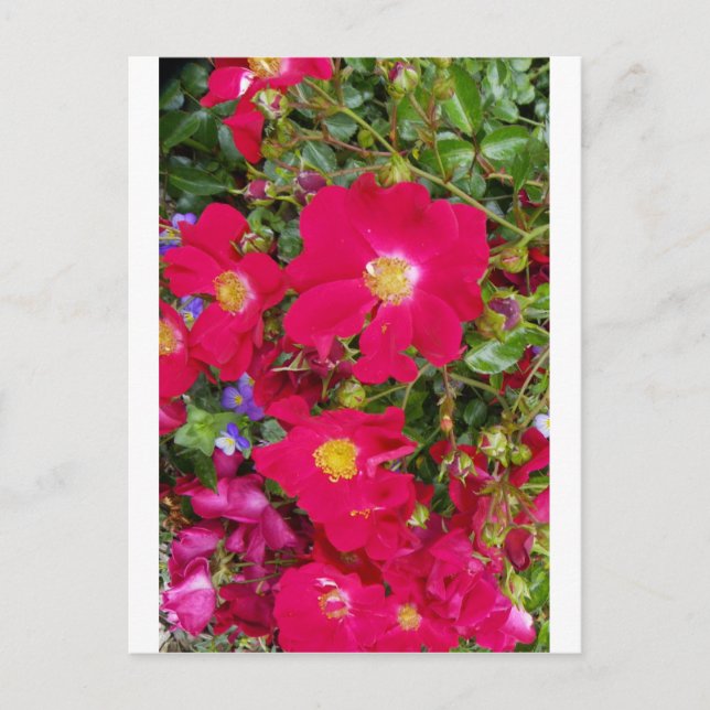 Briäre Rose und süße Violetten Postkarte (Vorderseite)