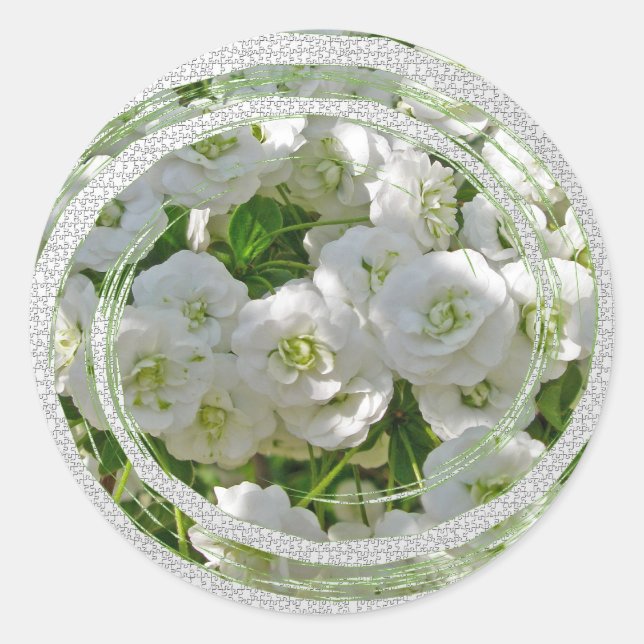 Bridal Wreath Spirea Blume Stickers (Vorderseite)
