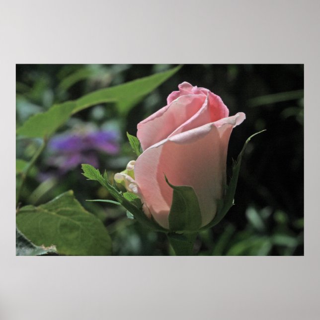 Bride's Dream Rose Bud Poster (Vorne)