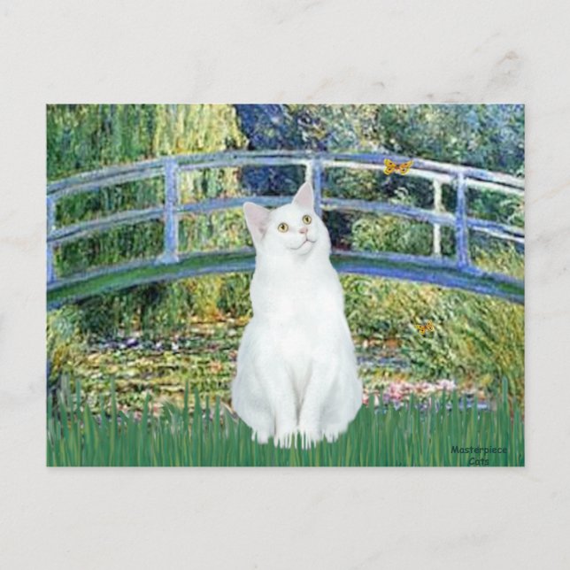 Bridge - kurze Haarkatze Postkarte (Vorderseite)
