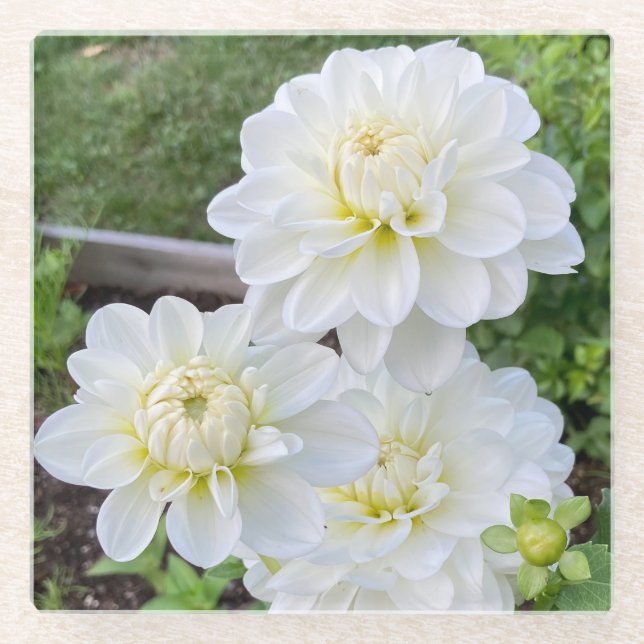 Bridge to Be Dahlia Untersetzer, weiße Blume Glasuntersetzer (Vorderseite)