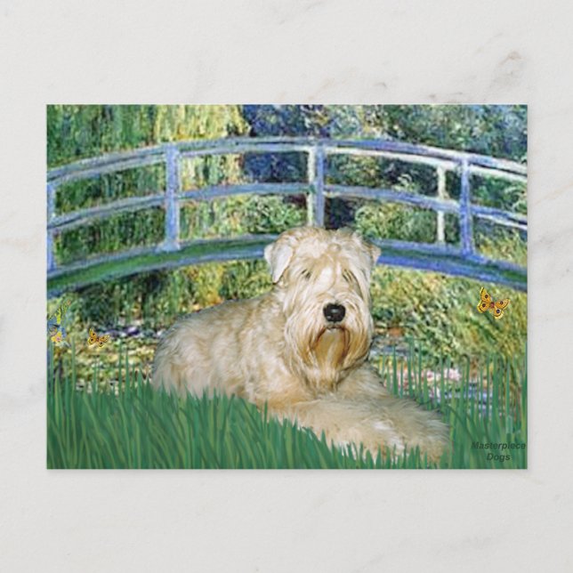 Bridge-Wheaten Terrier 1 Postkarte (Vorderseite)