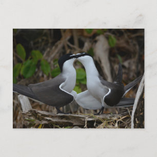 Bridled Postkarte
