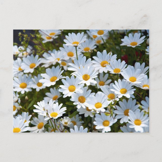 Briefkaart "veld vol madeliefjes" postkarte (Vorderseite)