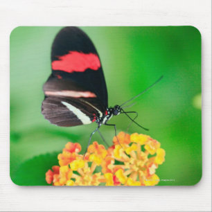 Briefträger rosina Schmetterling, der Nektar von Mousepad