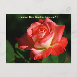 Brigadoon Rose Postcard HRG 400 2014 Postkarte
