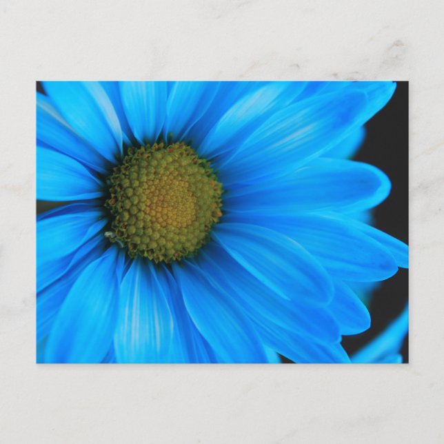 Bright Blue Daisy Postkarte (Vorderseite)