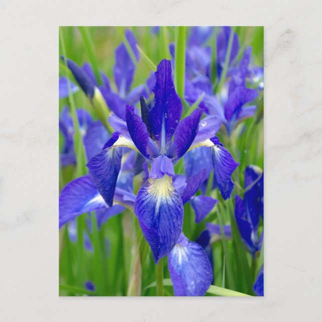 Bright Blue Iris Blume Postcard Postkarte (Vorderseite)