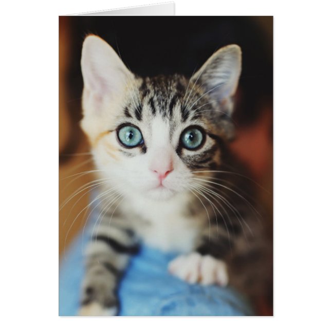Bright Blue Mit Augen Kitten (Vorne)