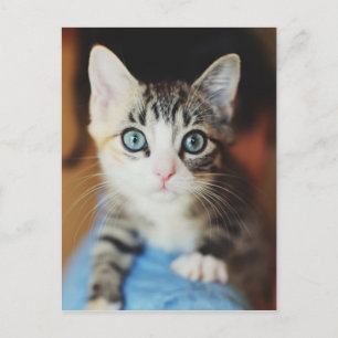 Bright Blue Mit Augen Kitten Postkarte