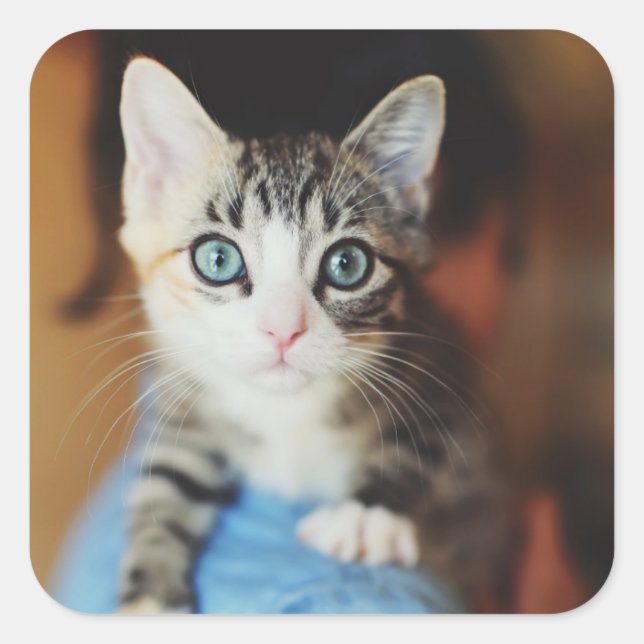 Bright Blue Mit Augen Kitten Quadratischer Aufkleber (Vorderseite)