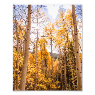 Bright Fall Aspen Blätter Fotodruck