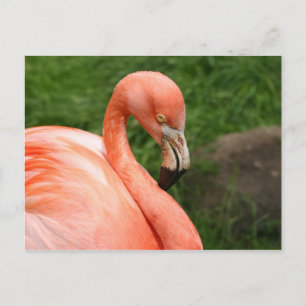Bright Flamingo Postcard Postkarte