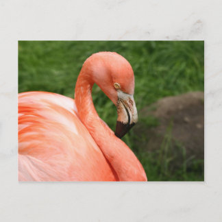 Bright Flamingo Postcard Postkarte