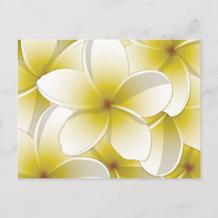 Bright Frangipani/ Plumeria flowers Postkarte