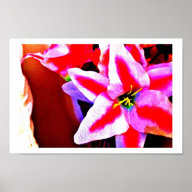 Bright Lily Poster (Vorne)