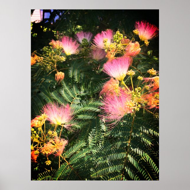 Bright Mimosa Bloom Poster (Vorne)