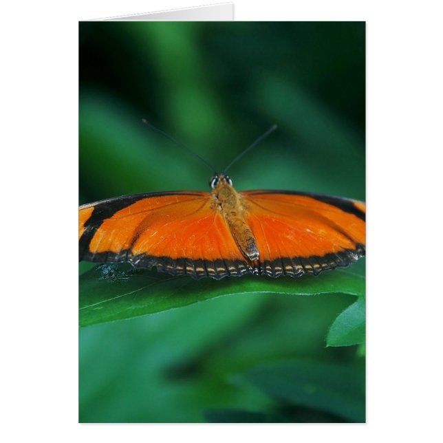 Bright Orange and Black Butterfly on Leaf (Devant)