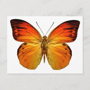 Bright Orange Butterfly Postkarte