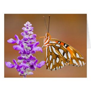Bright Orange Gulf Fritillary Butterfly