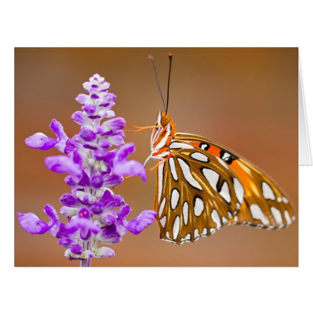 Bright Orange Gulf Fritillary Butterfly (Vorderseite (Horizontal))