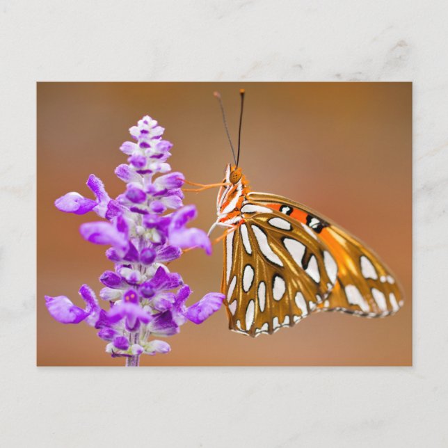 Bright Orange Gulf Fritillary Butterfly Postkarte (Vorderseite)