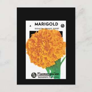 Bright Orange Marigold Postkarte