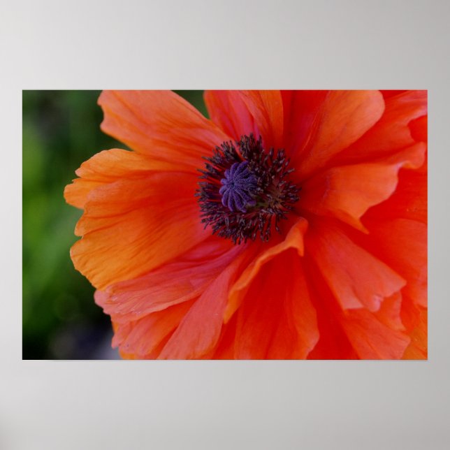 Bright Orange Poppy Poster (Vorne)