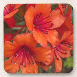 Bright Orange Rhododendron Blooms Floral Getränkeuntersetzer