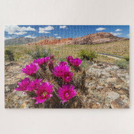 Bright pink cactus flowers in Red Rock Canyon, Nv