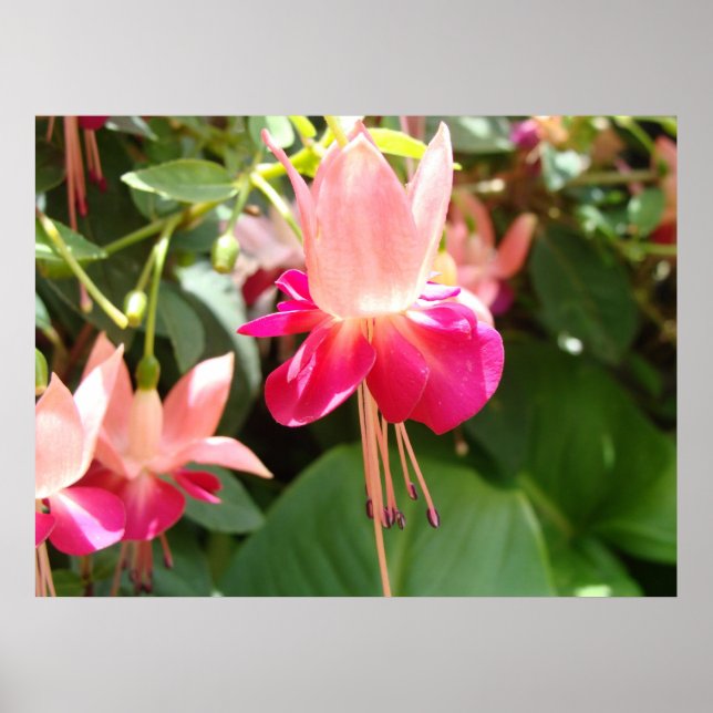 Bright Pink Fuschia Poster (Vorne)