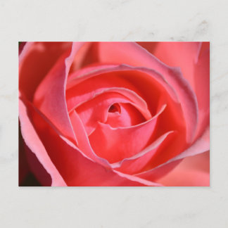 Bright Pink Rose Postcard Postkarte