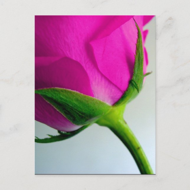 Bright PInk Rose Postkarte (Vorderseite)