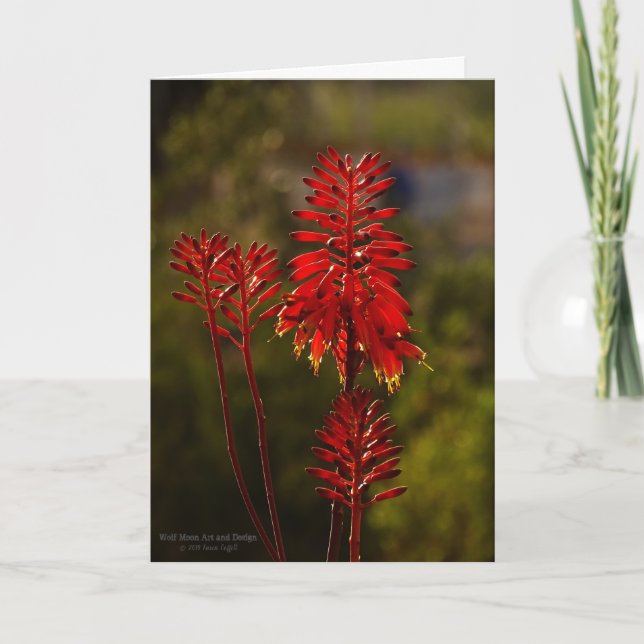 Bright Red Aloe Vera Blume Karte (Vorderseite)