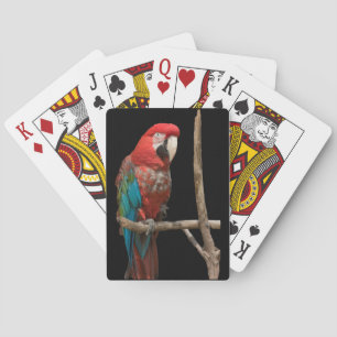Bright Red and Blue Macaw Bird auf der Zweigstelle Spielkarten