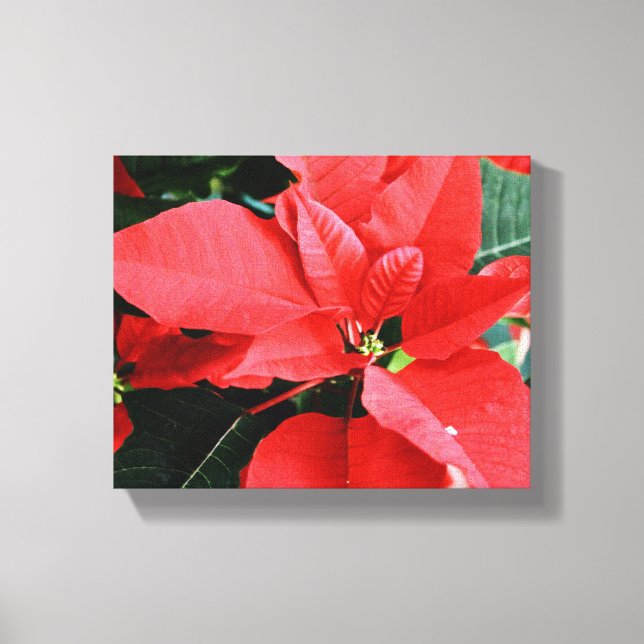 Bright Red Christmas Poinsettia Leinwanddruck (Vorderseite)