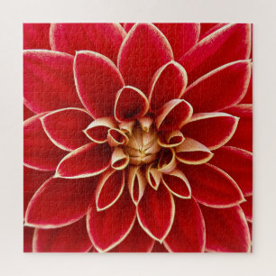 Bright Red Dahlia Closeup