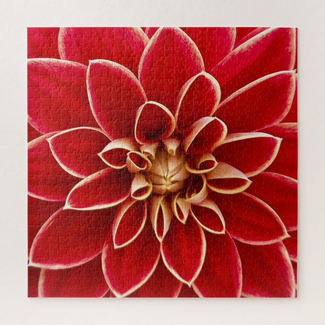 Bright Red Dahlia Closeup (Vertikal)