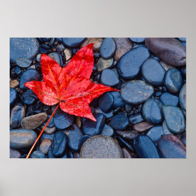 Bright Red Fall Leaf Poster (Vorne)