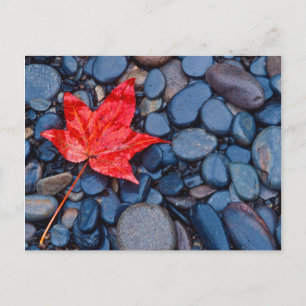 Bright Red Fall Leaf Postkarte