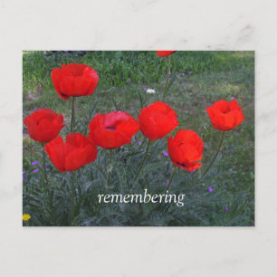 Bright Red Poppies Postkarte