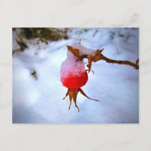 Bright Red Rosehip in Winter Snow Postkarte