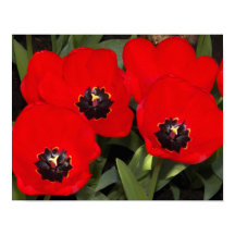 Bright Red Tulips Floral Fotografie