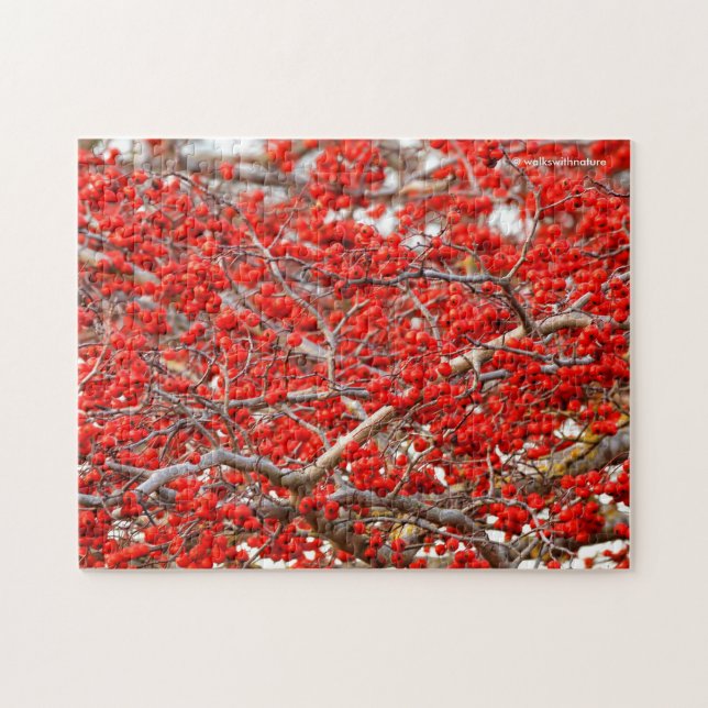 Bright Red Winterberries Holly Trees Berries (Horizontal)