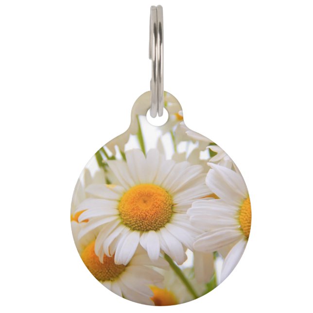 Bright Summer Daisies Haustiermarke (Vorderseite)